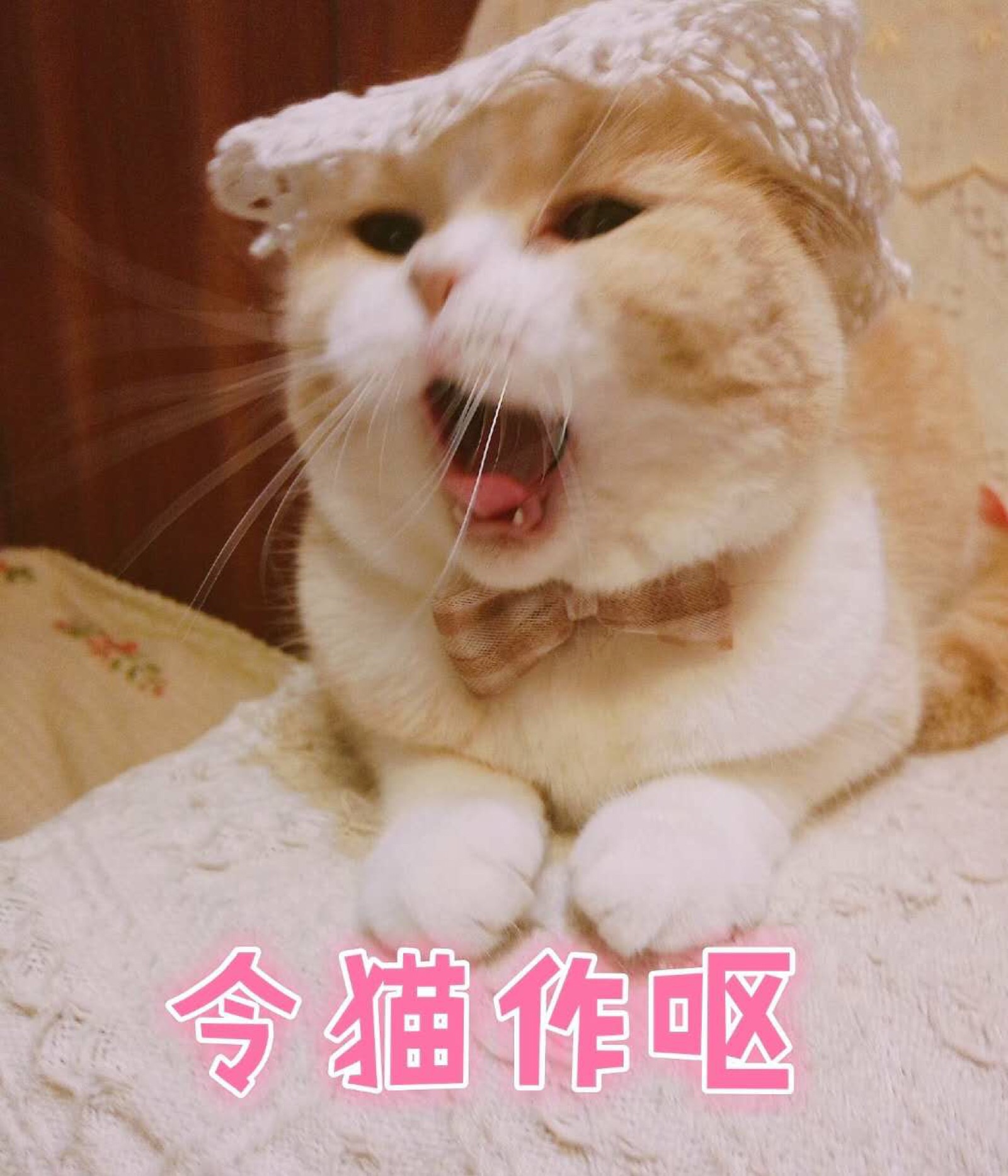 猫咪表情包