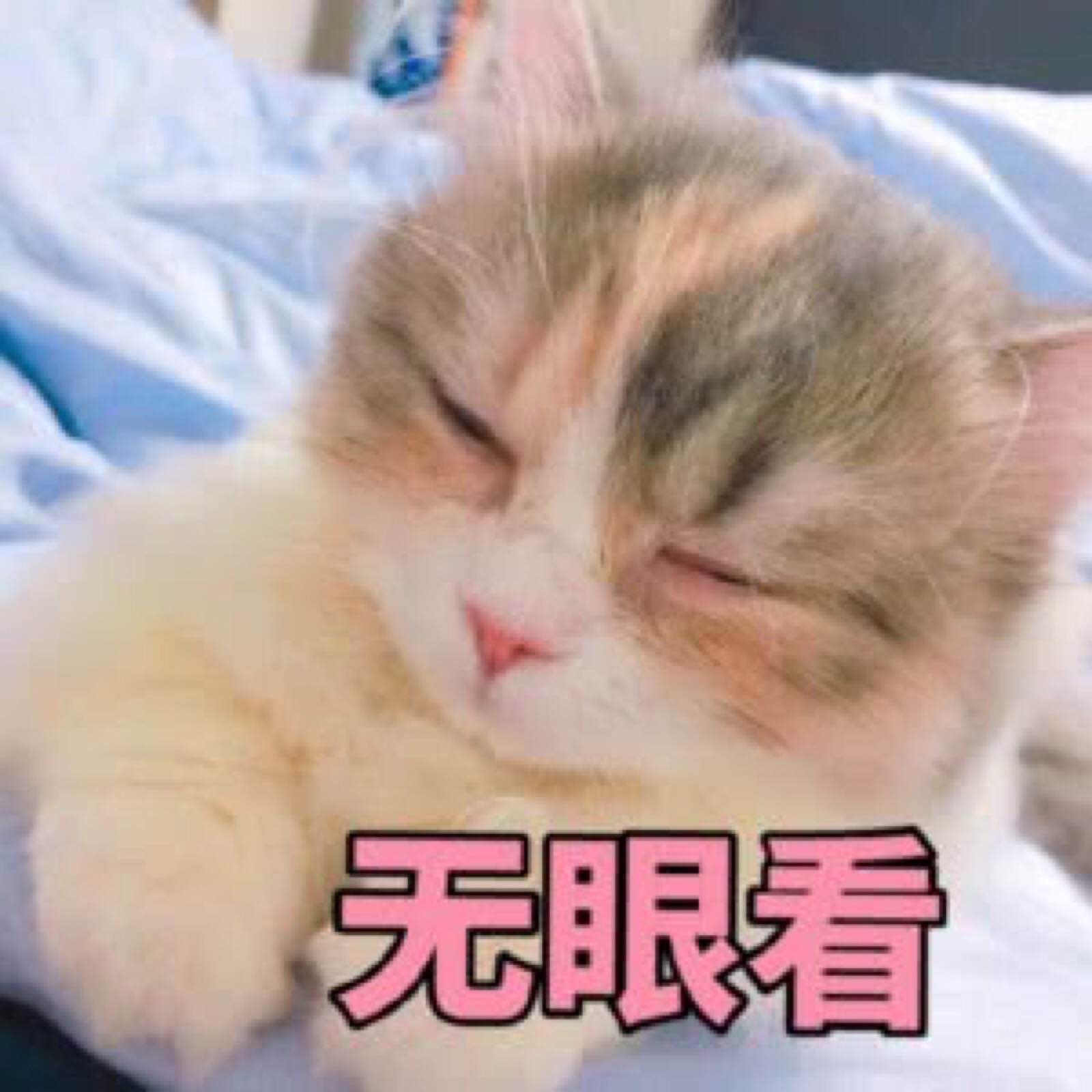 猫咪表情包