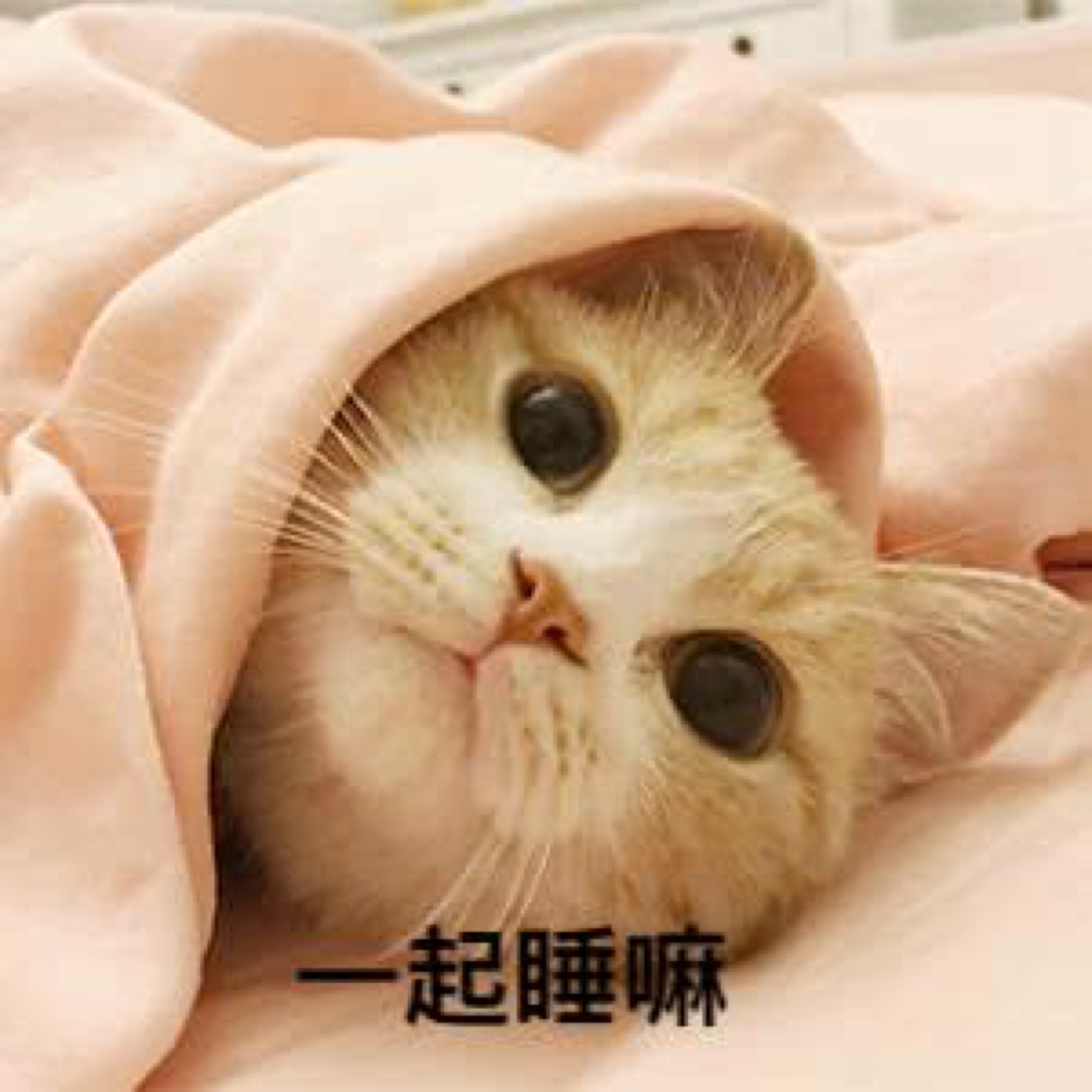 猫咪表情包