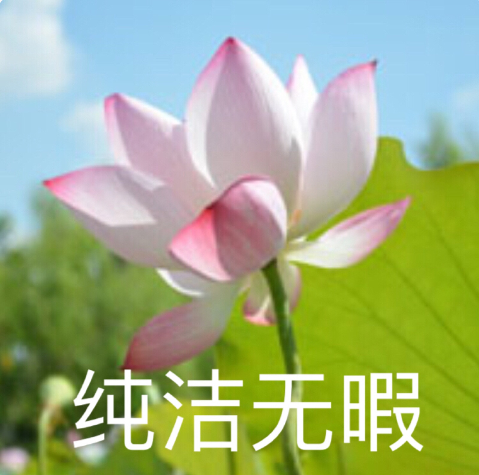 莲花头像