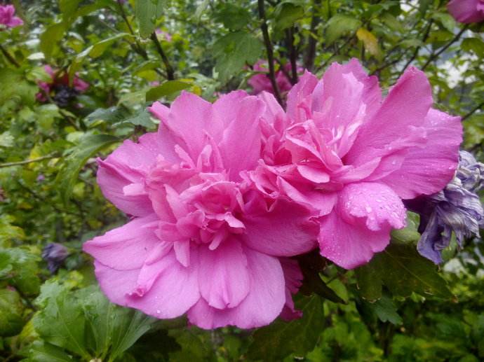 牡丹木槿 花期7-10月