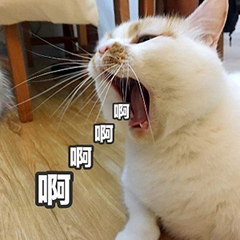 猫咪表情包