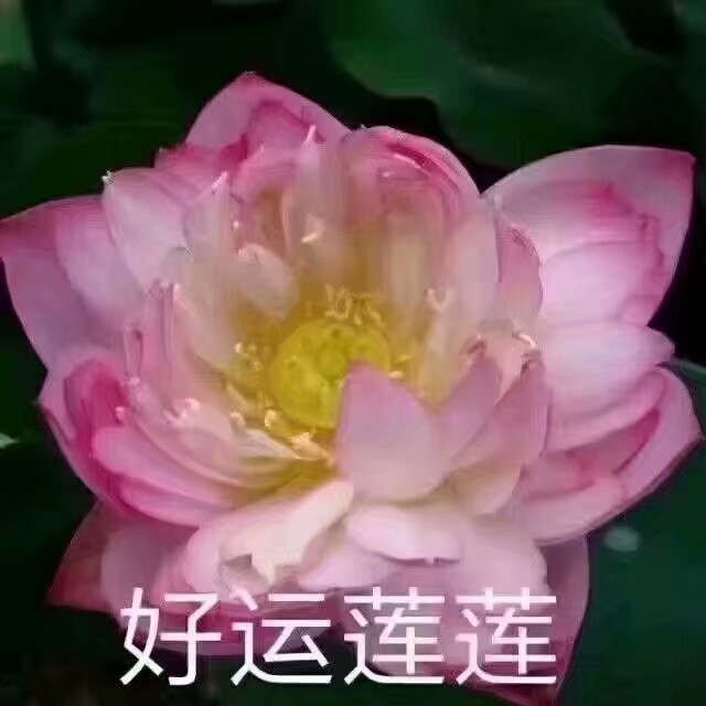 佛系表情包.