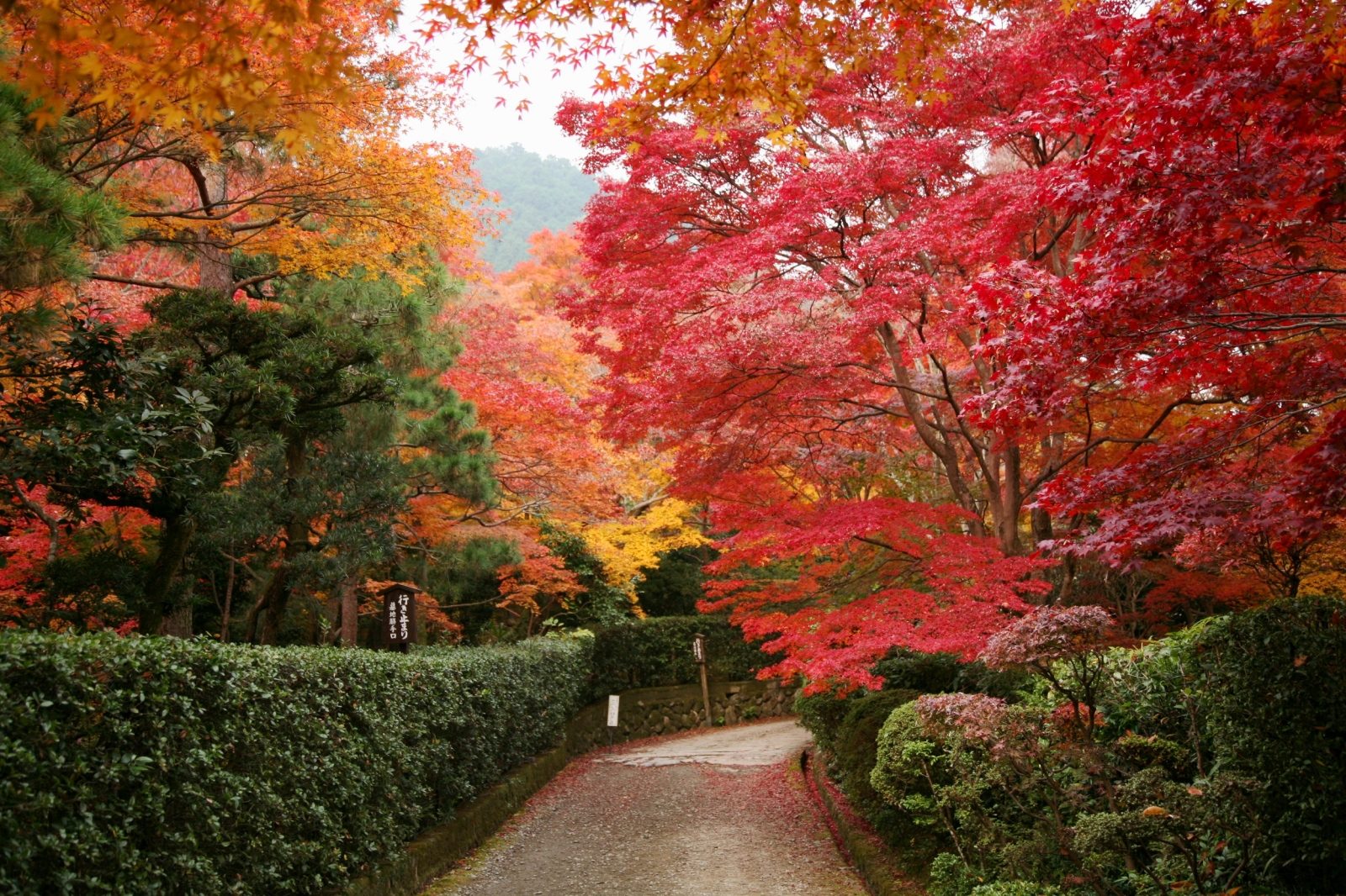 素材-日本风景-秋天-堆糖,美好生活研究所