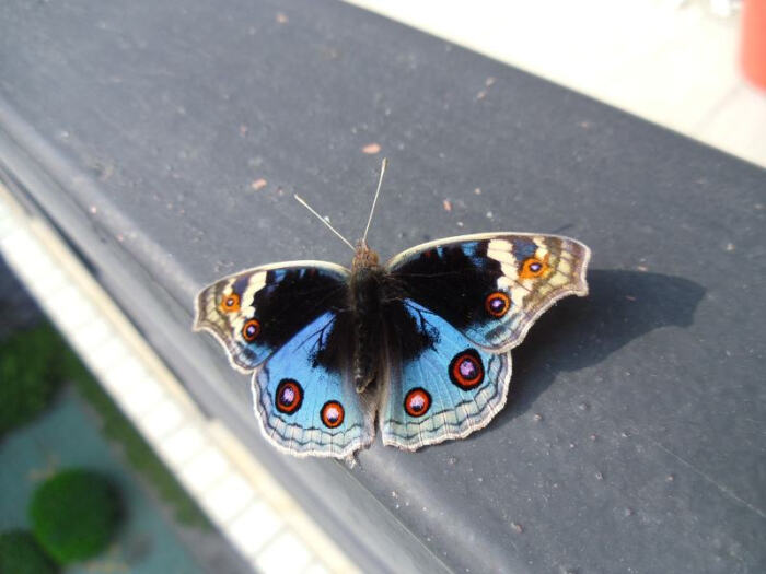 拉丁学名:junonia orithya 别称:青眼蛱蝶,孔雀青蛱蝶