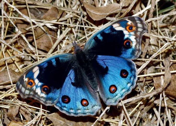 翠蓝眼蛱蝶(junonia orithya)是一种蛱蝶,属鳞翅目,锤角亚目,科为蛱蝶