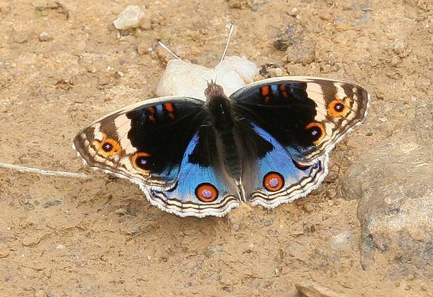 翠蓝眼蛱蝶(junonia orithya)是一种蛱蝶,属鳞翅目,锤角亚目,科为蛱蝶