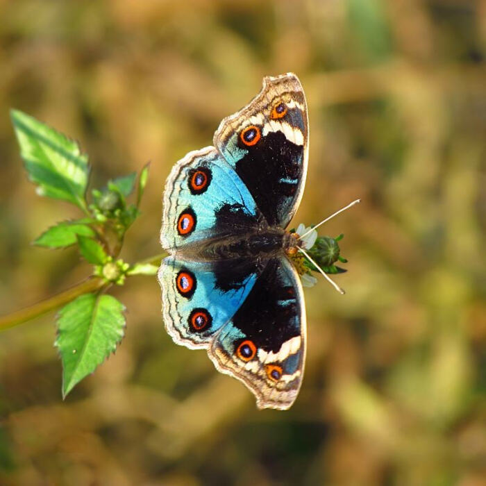 蓝眼蛱蝶(junonia orithya)是一种蛱蝶,属鳞翅目,锤角亚目,科为蛱蝶科