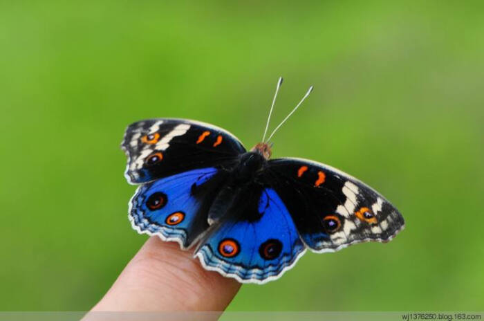 拉丁学名:junonia orithya 别称:青眼蛱蝶,孔雀青蛱蝶