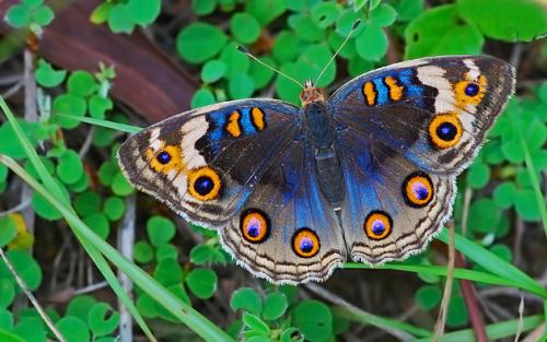 拉丁学名:junonia orithya 别称:青眼蛱蝶,孔雀青蛱蝶