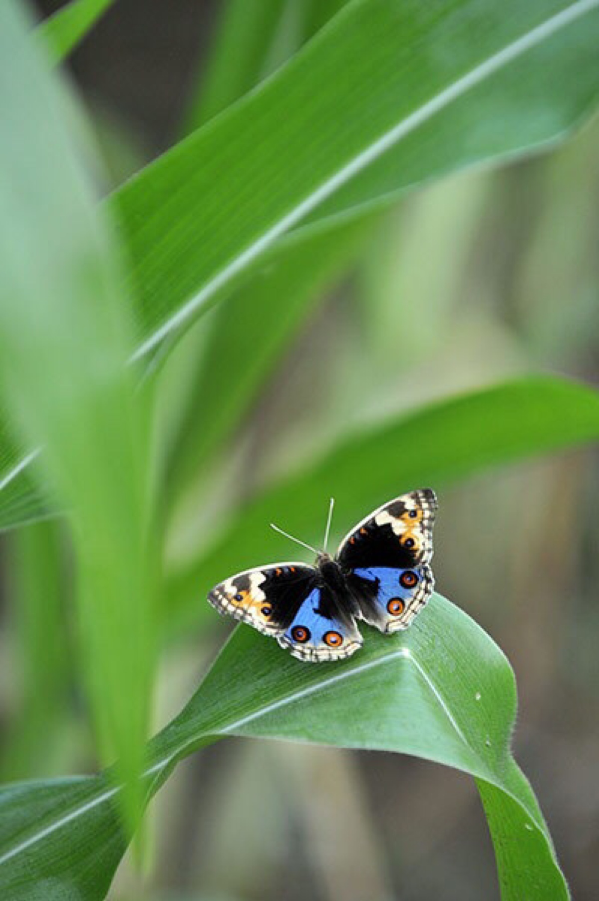 拉丁学名:junonia orithya 别称:青眼蛱蝶,孔雀青蛱蝶