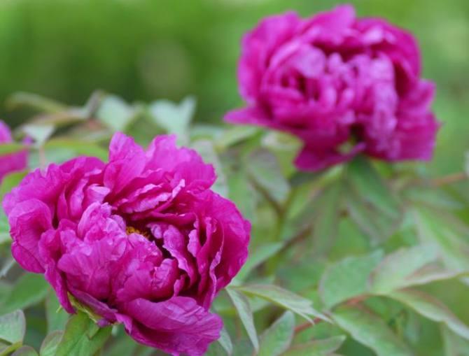 葛巾紫牡丹 花期5月