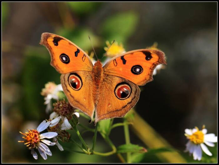 美眼蛱蝶(拉丁名:junonia almana)别称:猫眼蛱蝶,孔雀眼蛱,蝶猫眼蝶