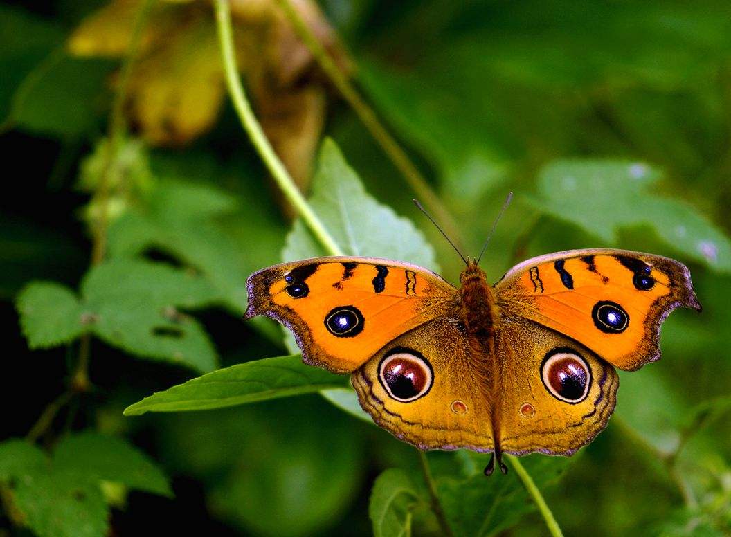 美眼蛱蝶(拉丁名:junonia almana)别称:猫眼蛱蝶,孔雀眼蛱,蝶猫眼蝶