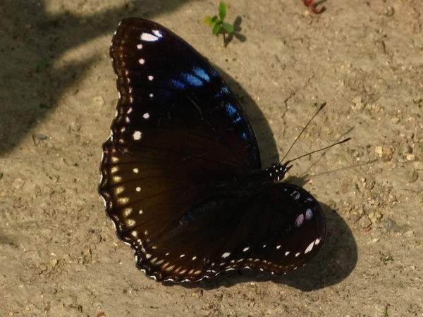 幻紫斑蛱蝶(幻蛱蝶,琉球紫蛱蝶) hypolimnas bolina (linnaeus) 图源