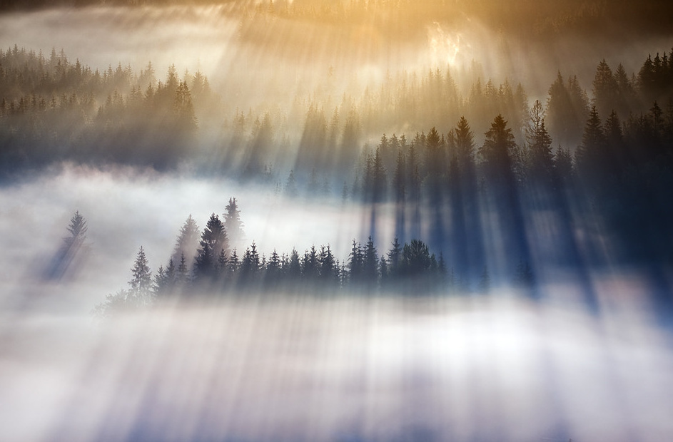 早安,阳光穿过林间的晨雾via.marcin sobas