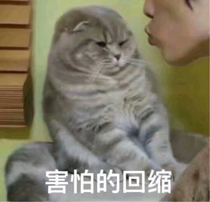 猫咪表情包