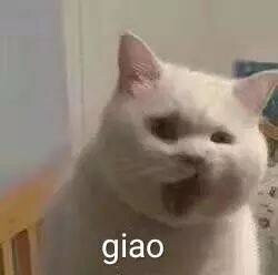 猫猫哭泣表情包