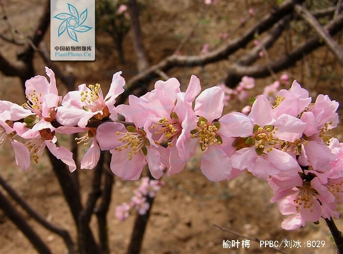 榆叶梅 花期4-5月