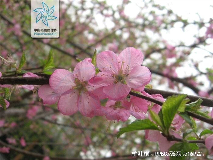 榆叶梅 花期4-5月