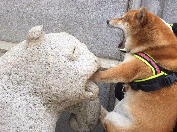 这只柴犬的爪子放进石像的嘴里,结果它的表情像是很痛苦的样子大叫,这