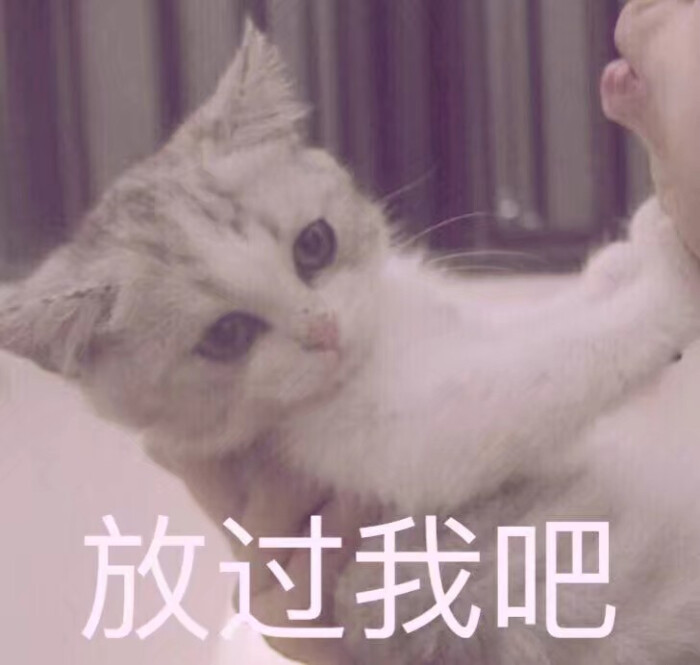 猫咪表情包 禁止二传谢谢