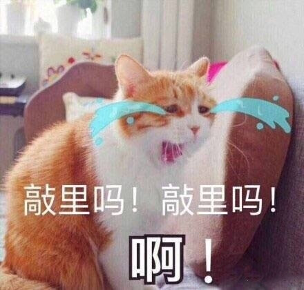 猫咪表情包