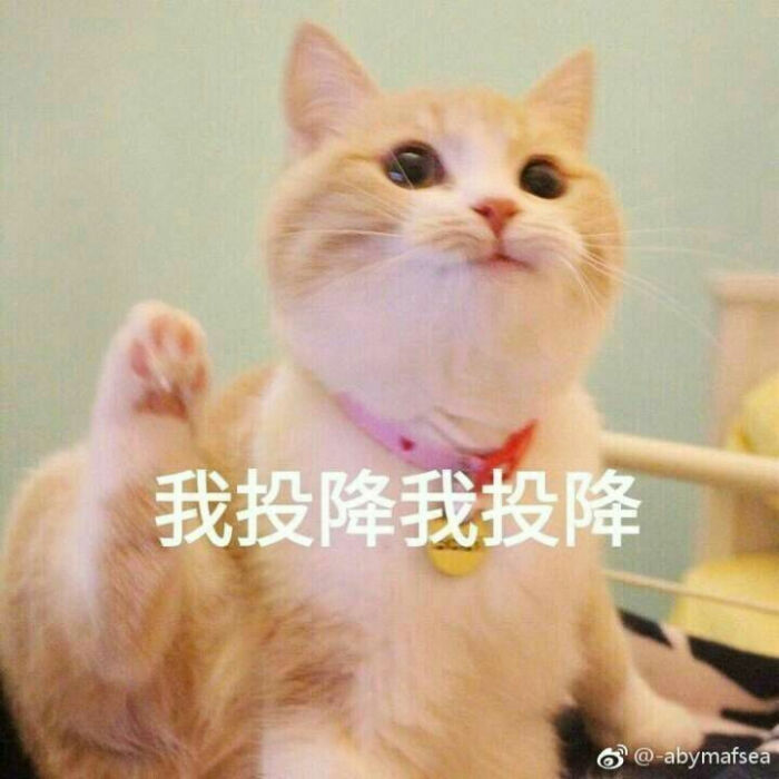 猫咪表情包