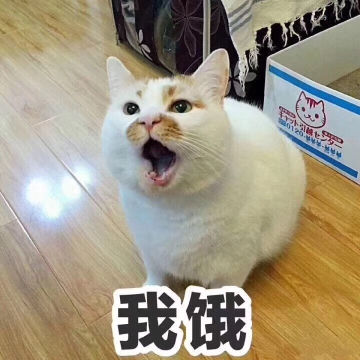 猫咪表情包