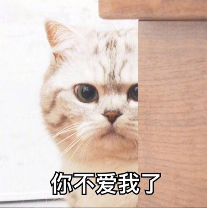 猫咪表情包