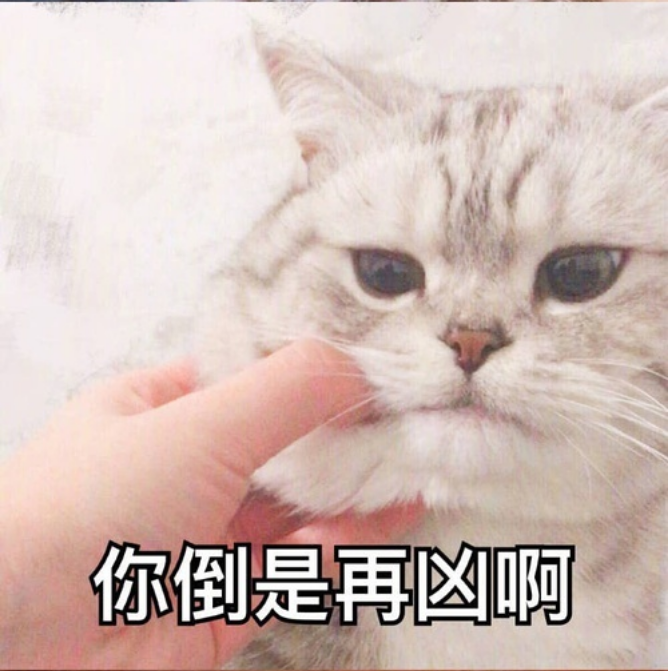 猫咪表情包