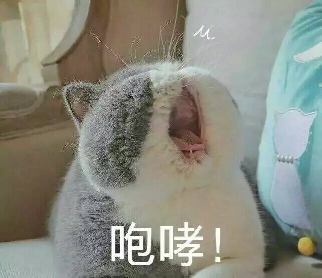 猫咪表情包