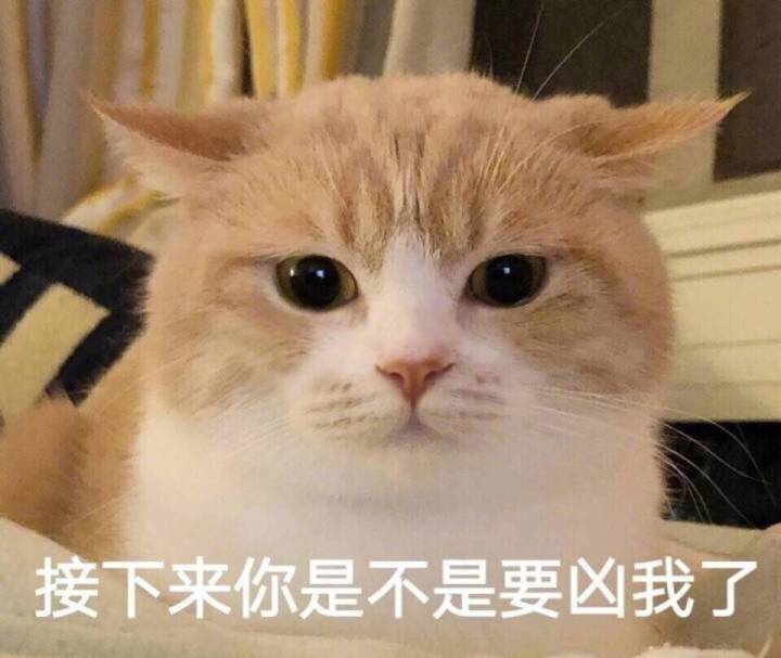 猫咪表情包