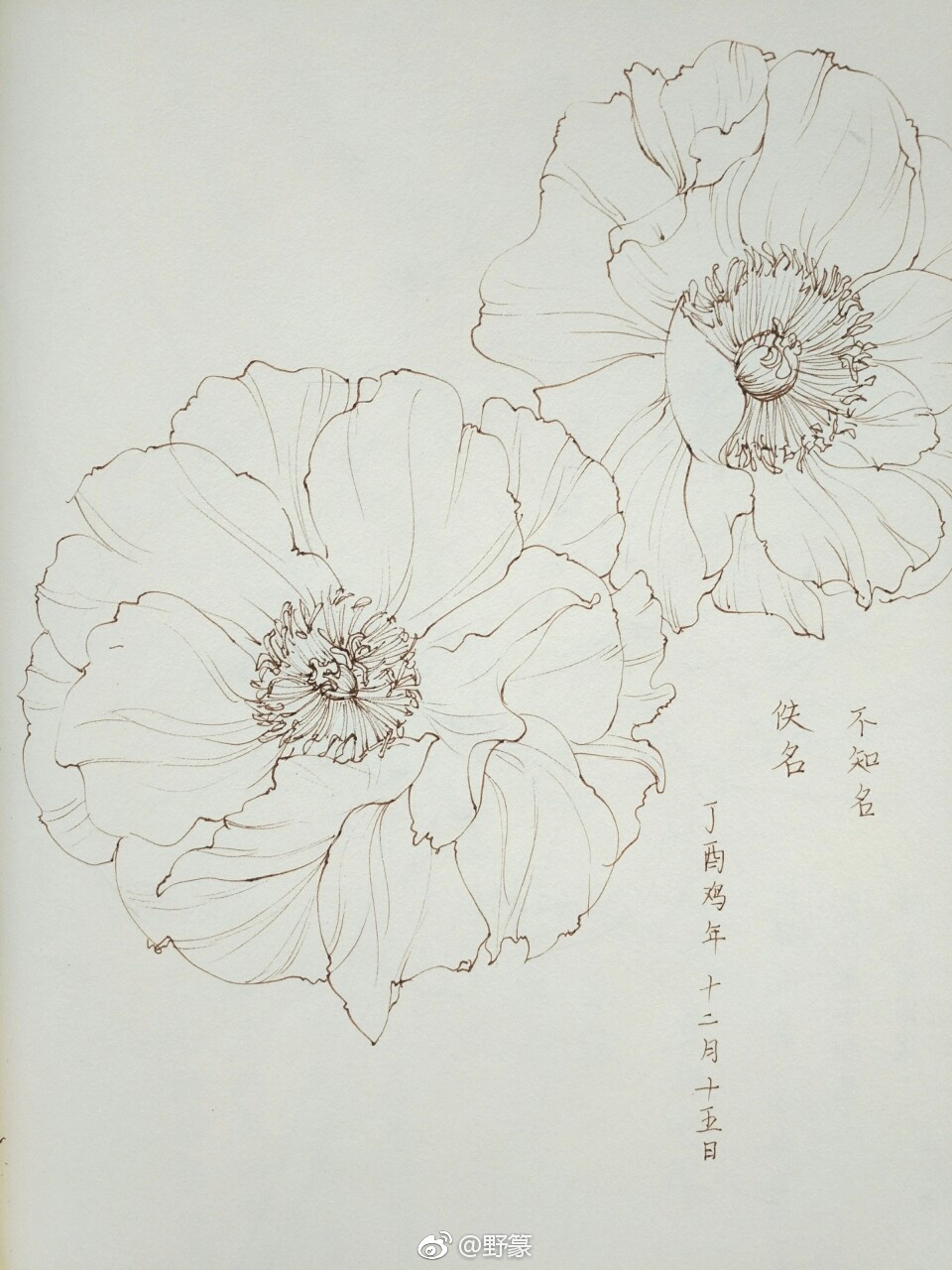 一组花卉线稿~ (作者: 野篆 )