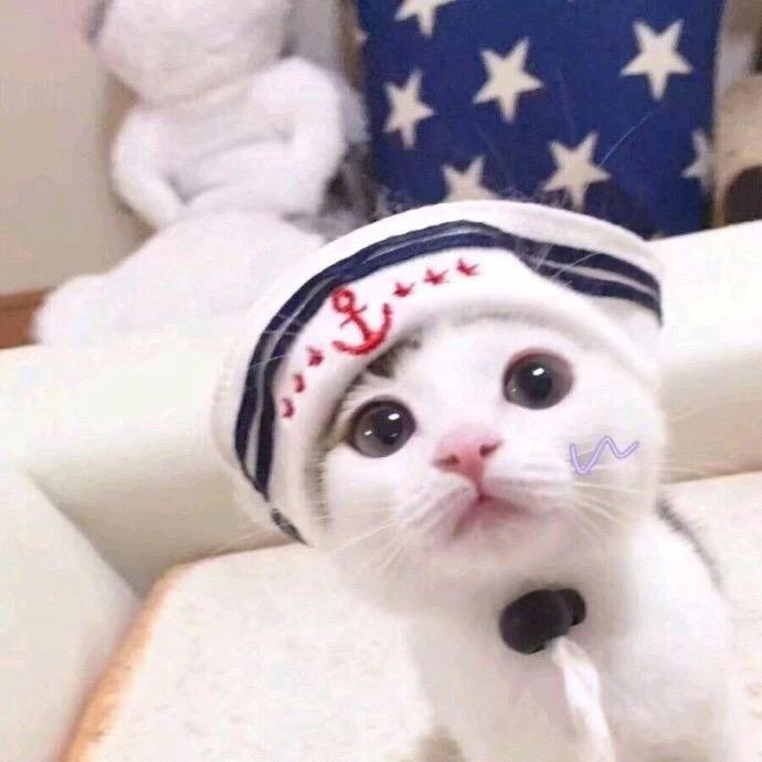 萌猫情头