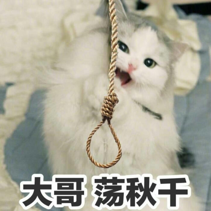 猫咪表情包