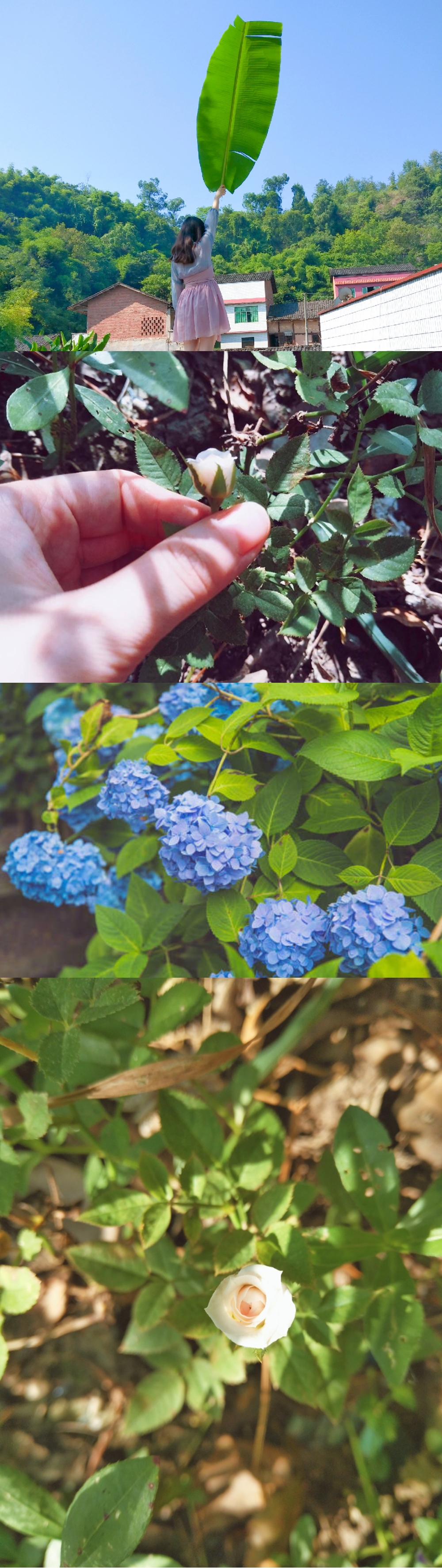植物夏天