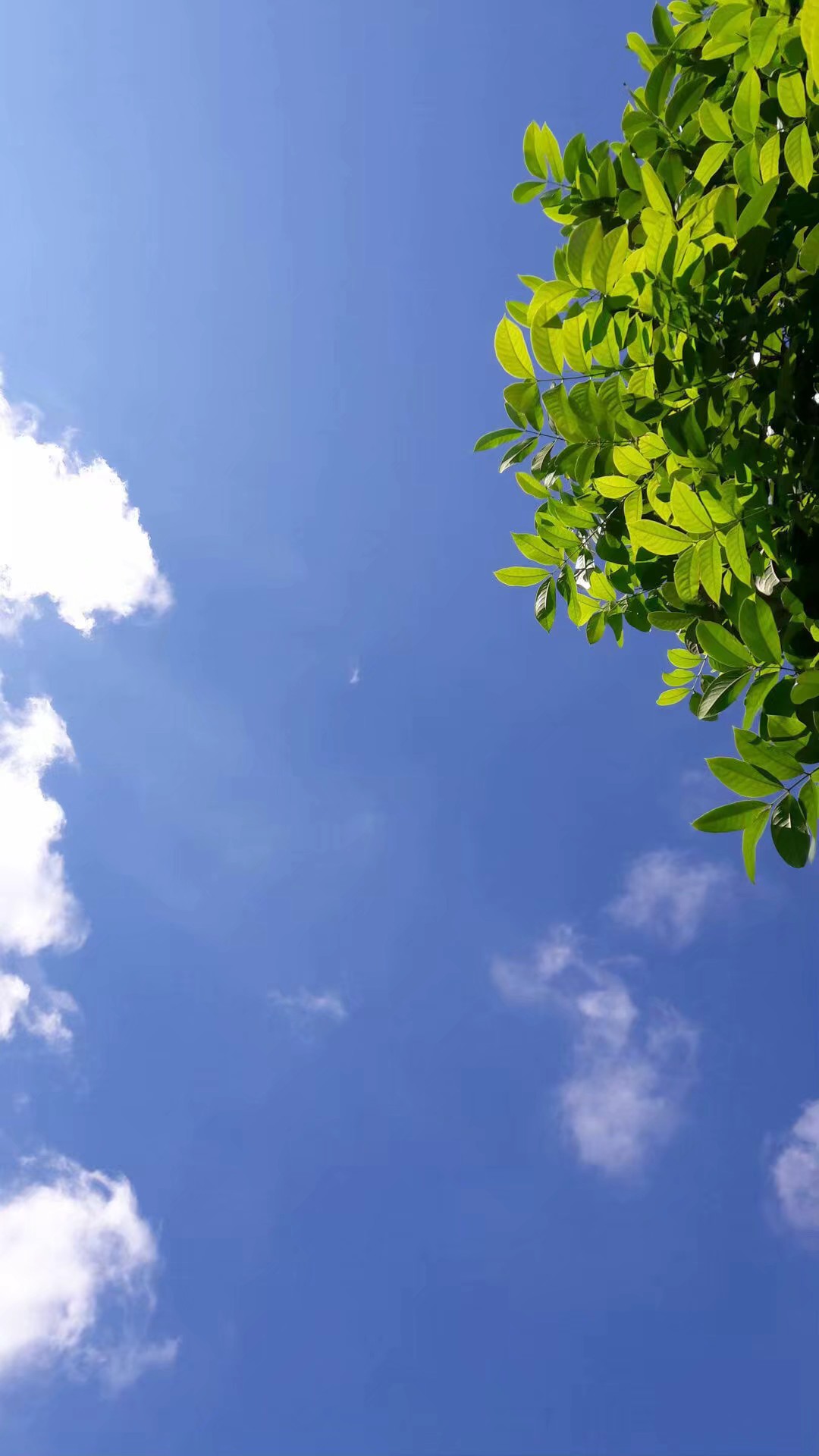 少女背景图 壁纸