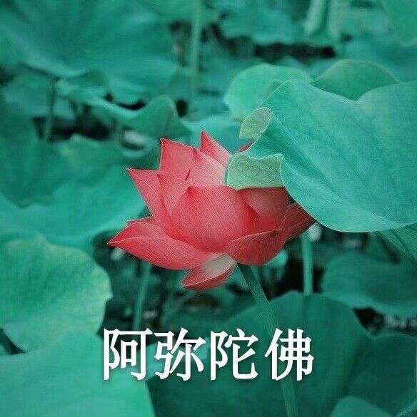 荷花表情包