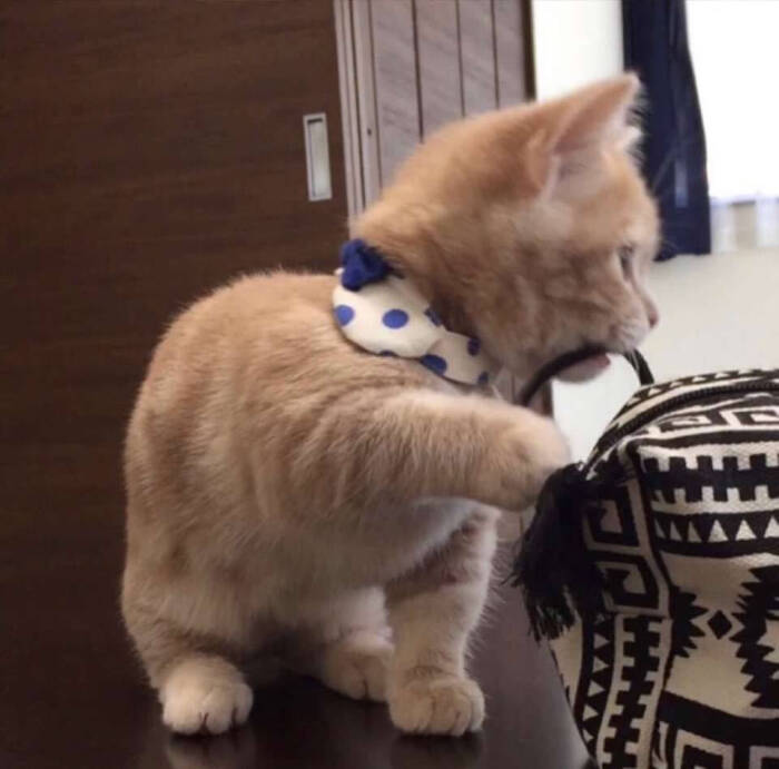 可爱猫咪头像