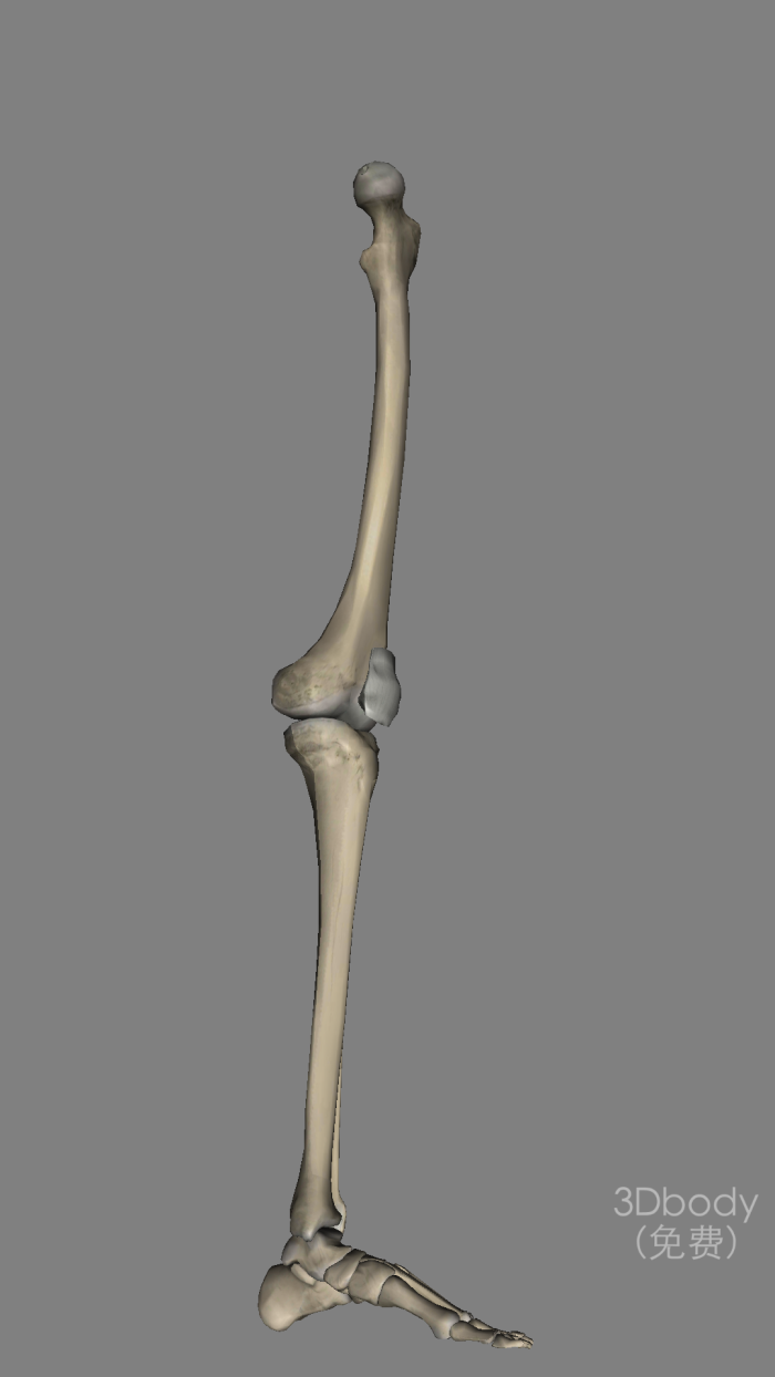 腿部 脚 骨骼 腿骨