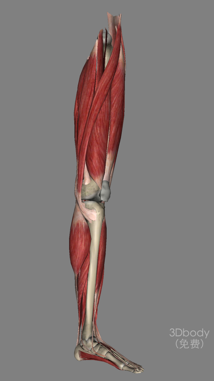 腿部 肌肉 腿部肌肉分布 腿部解剖图