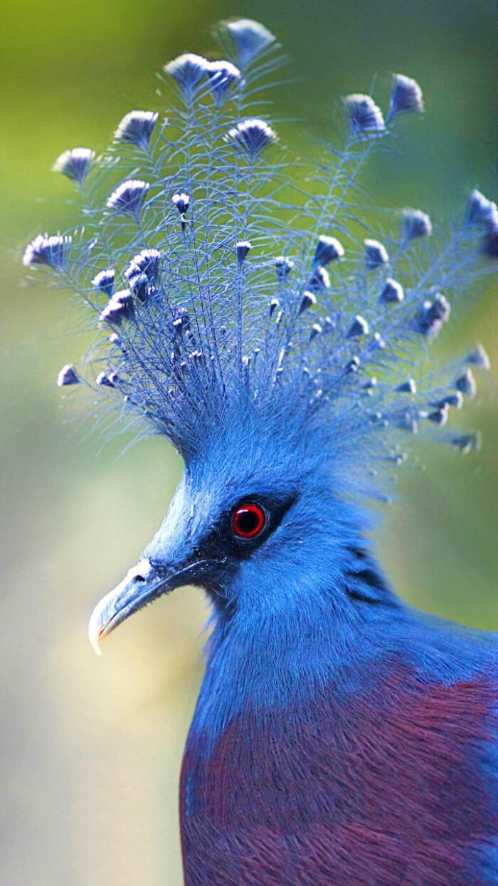 维多利亚凤冠鸠,永有鸟类中最华丽漂亮的羽冠,是家鸽家族中最大的成员