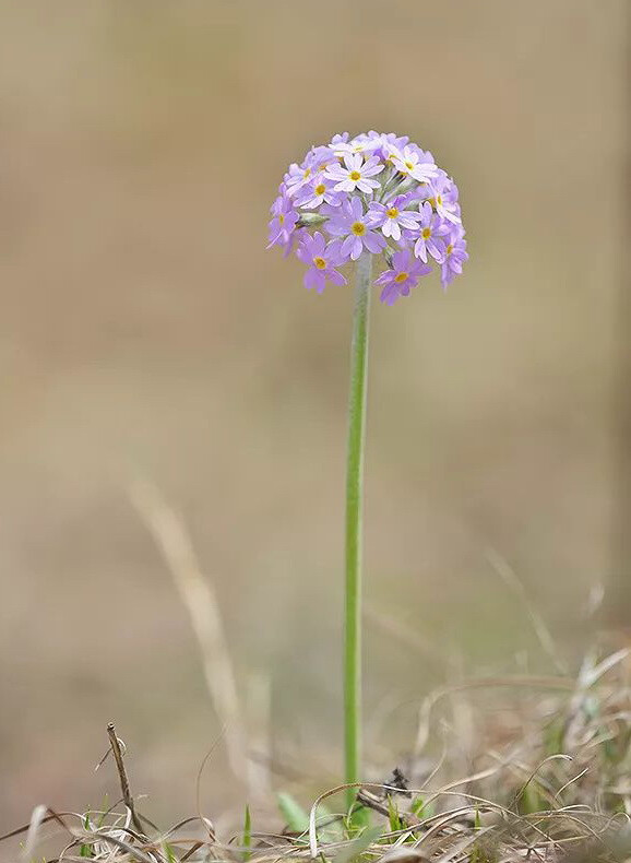 球花报春