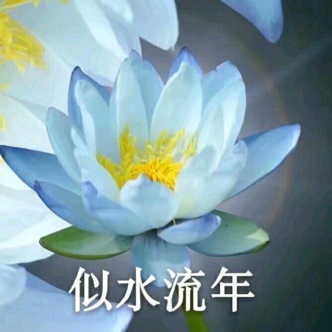 夕阳红头像