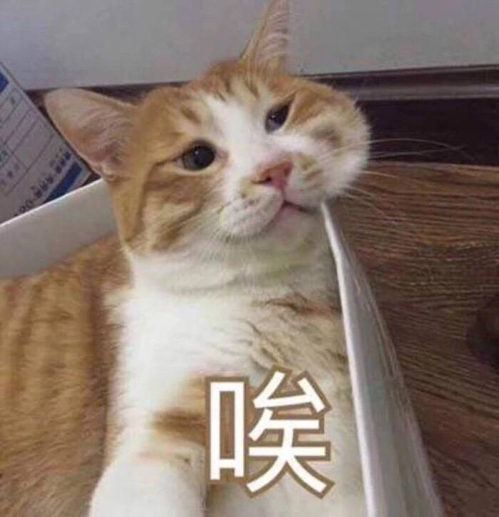 猫猫表情包