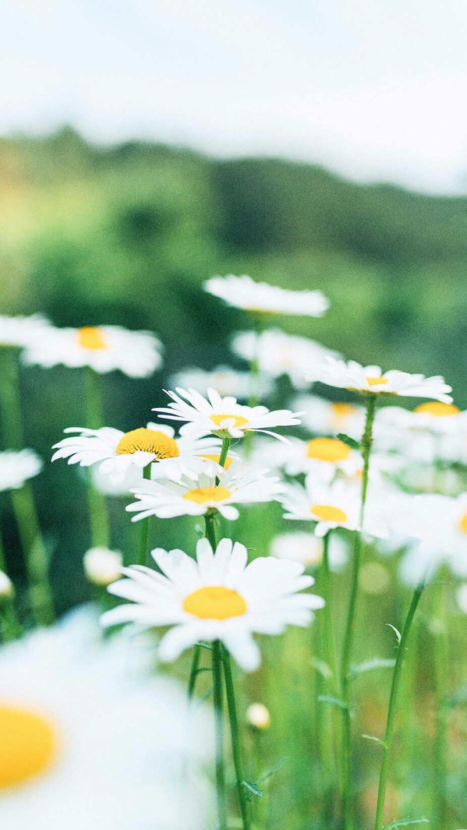 壁纸 小清新 花