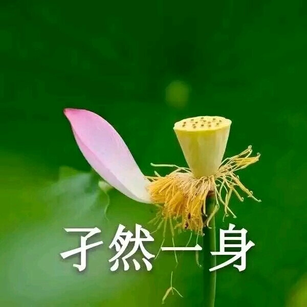 荷花表情包