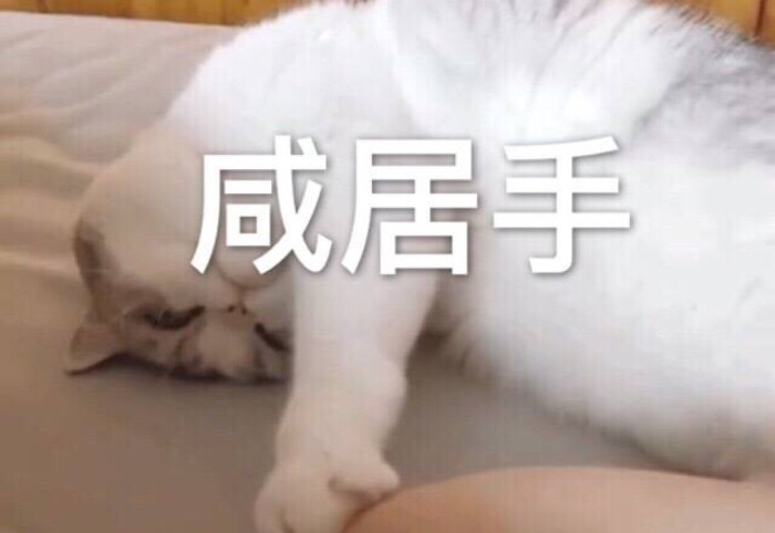 表情包 猫猫 咸居手