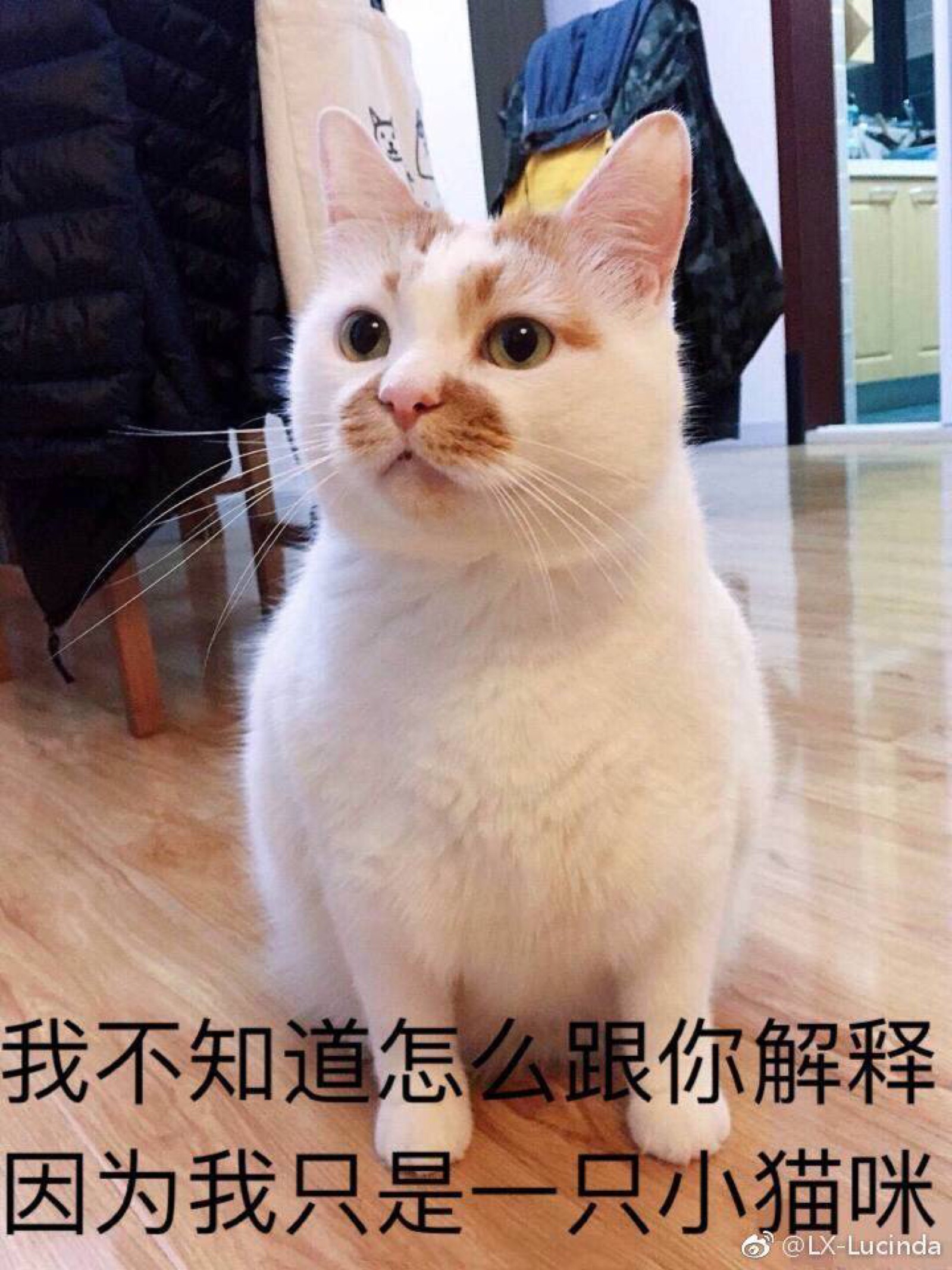 表情包 解释 猫猫